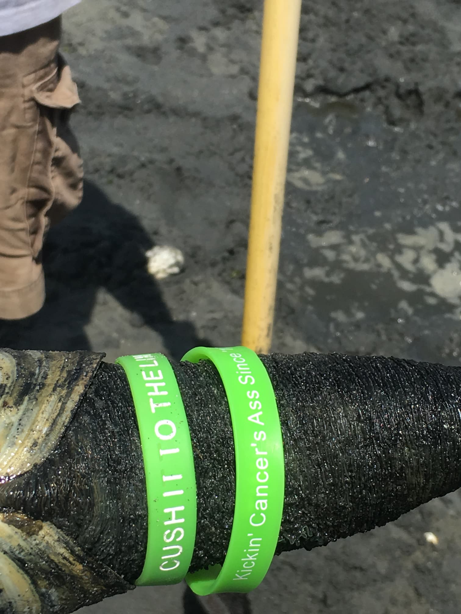 Ben Big Cat Family&Friends 17